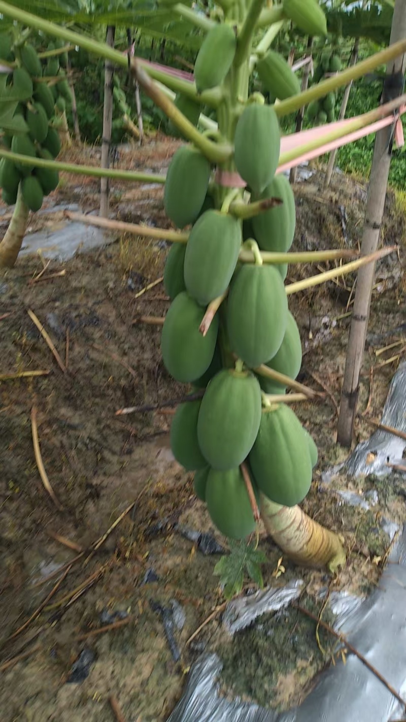 益元6号木瓜