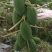 益元6号木瓜