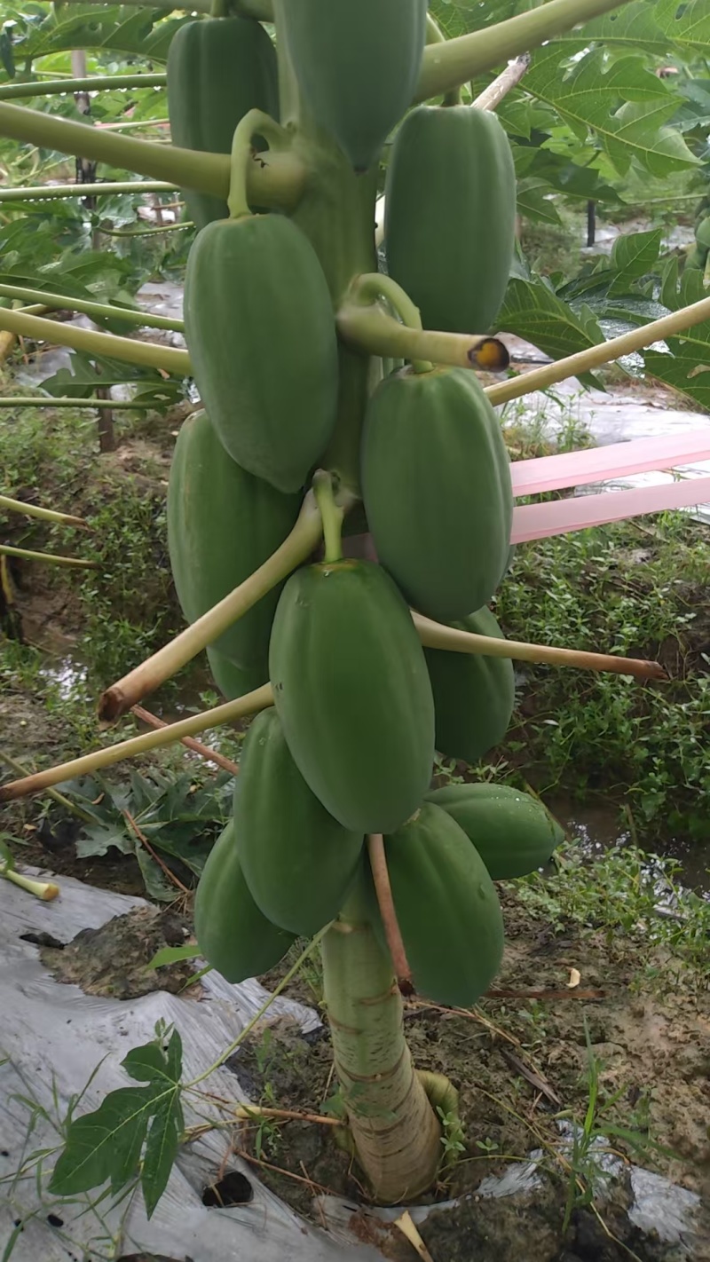 益元6号木瓜