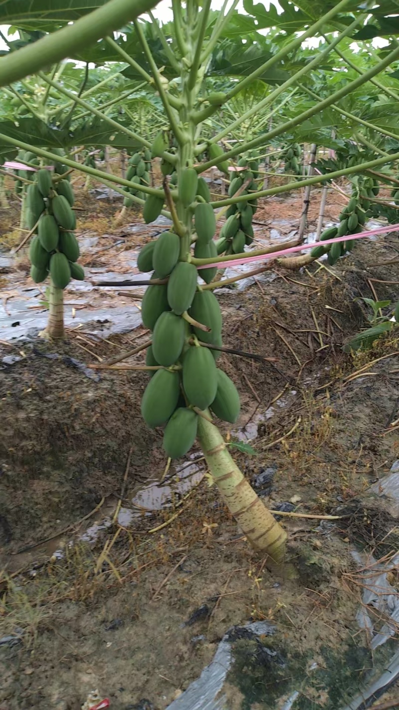 益元6号木瓜