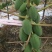 益元6号木瓜
