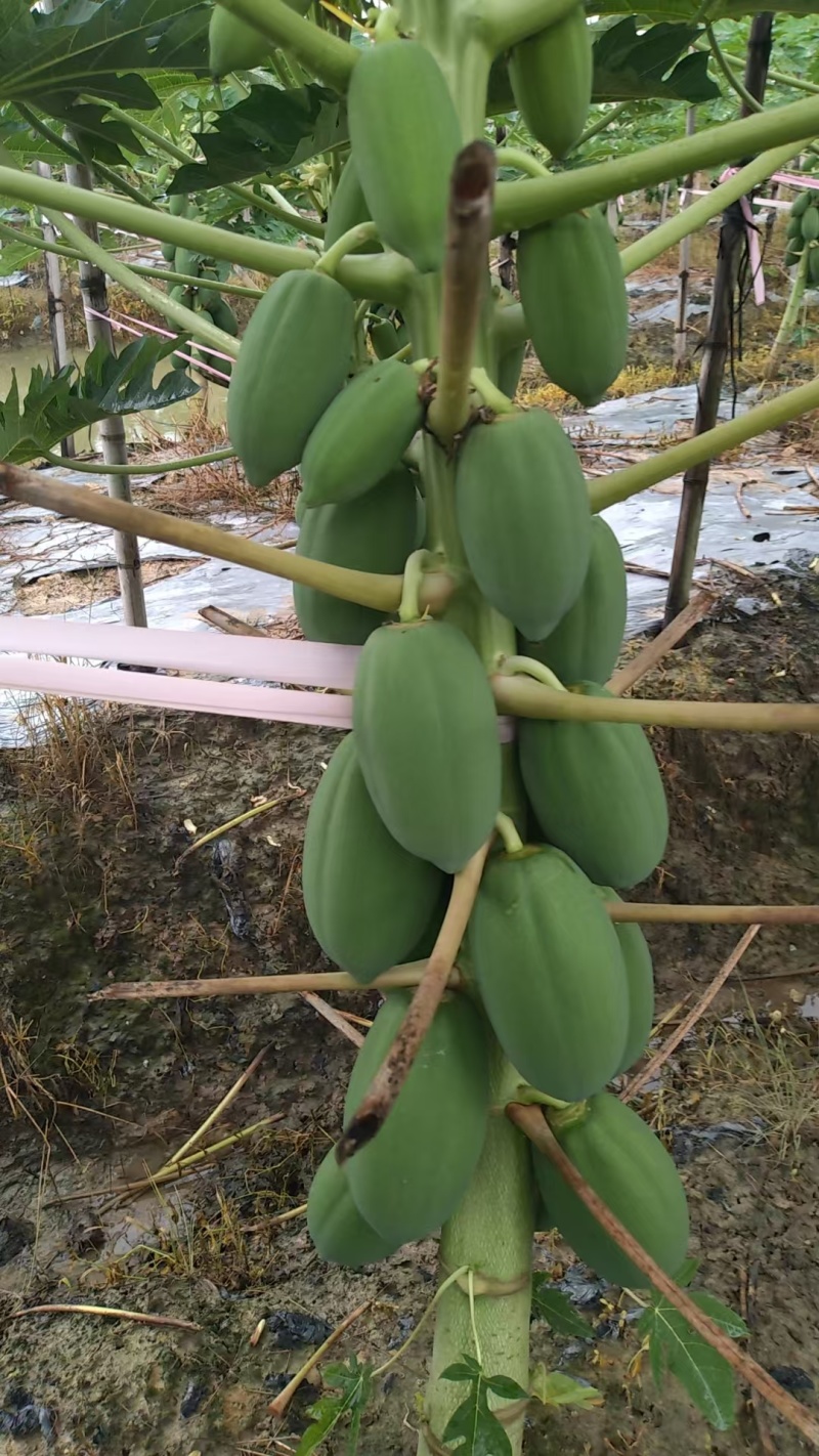益元6号木瓜
