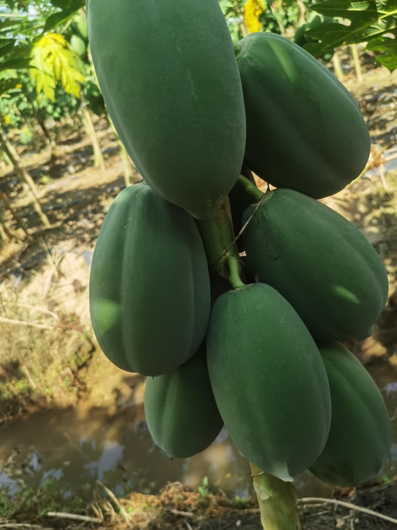 益元6号木瓜