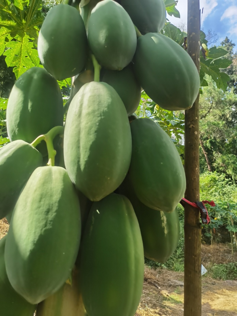益元6号木瓜