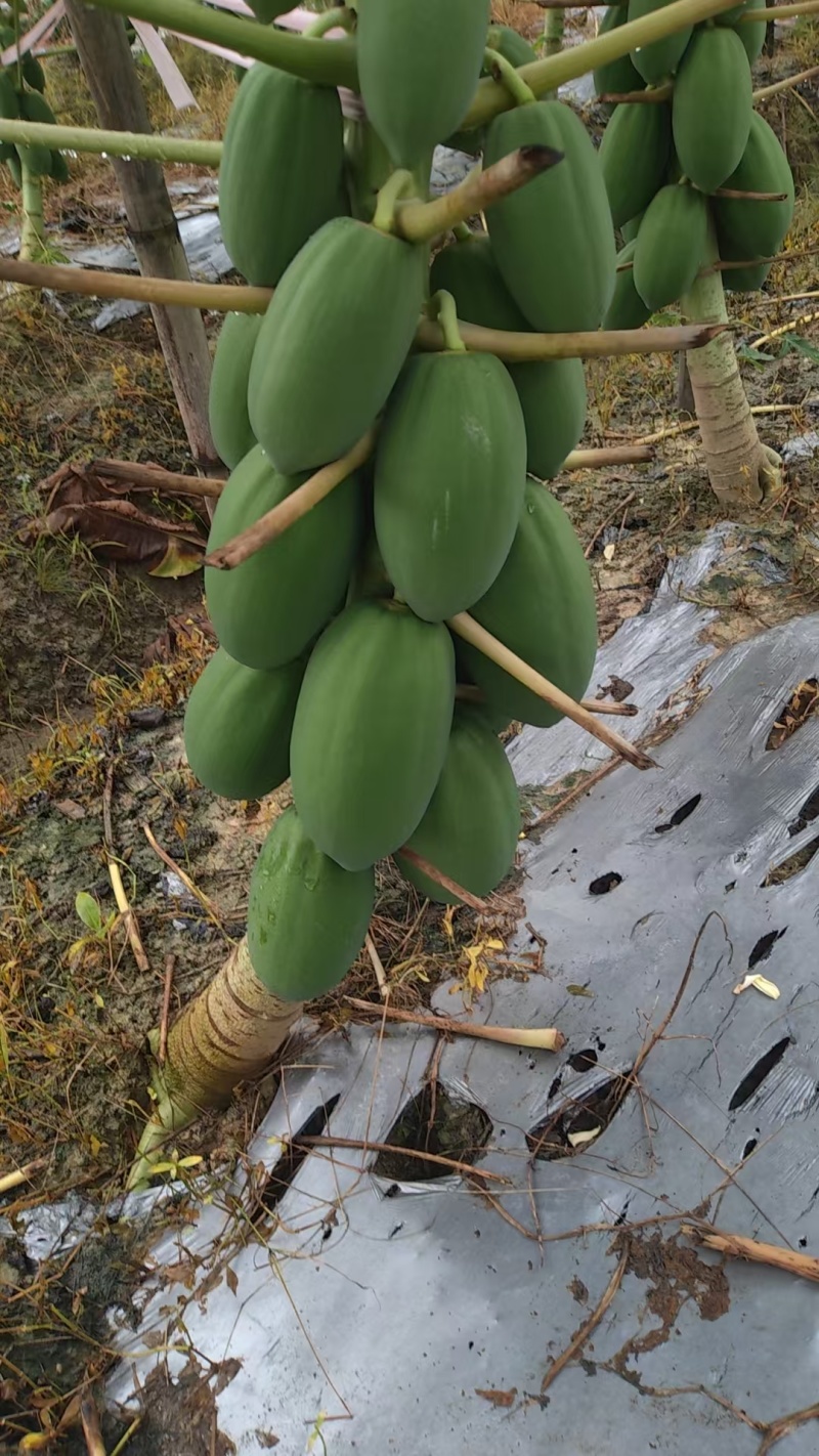 益元6号木瓜