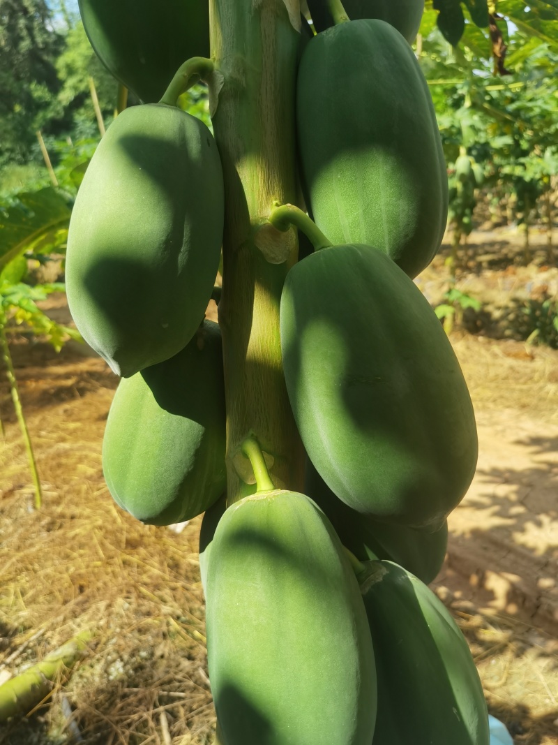 益元6号木瓜
