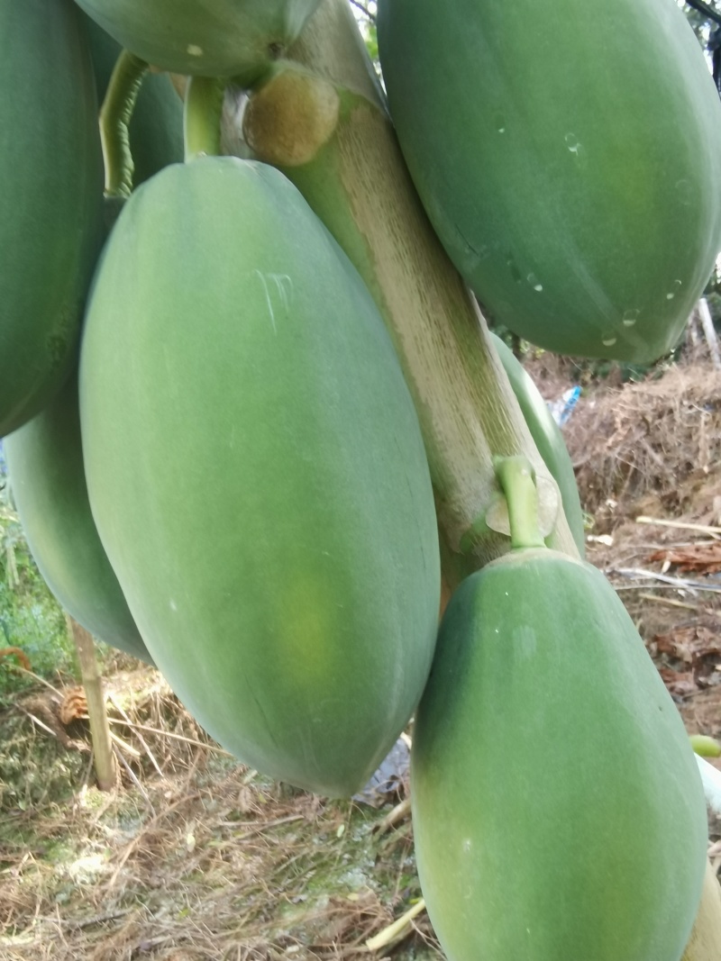 益元6号木瓜