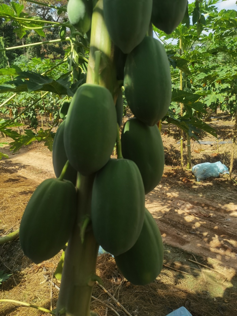 益元6号木瓜