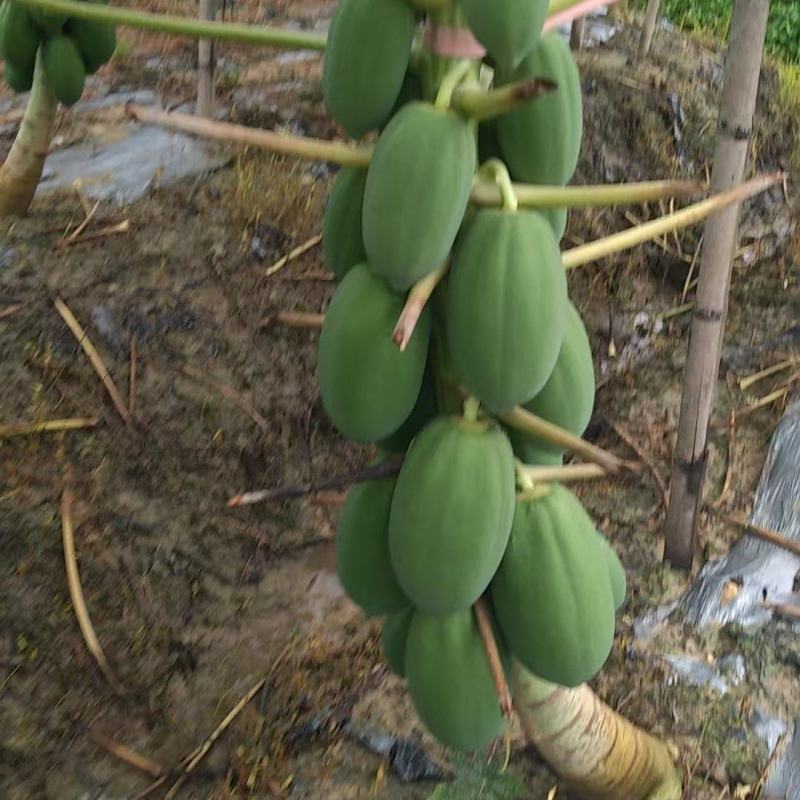 益元6号木瓜
