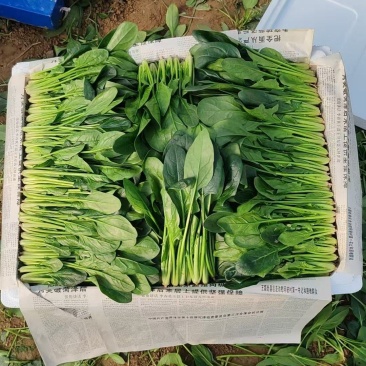 山东大叶菠菜大量上市，箱装，袋装，彩带打小把，脱水菠做