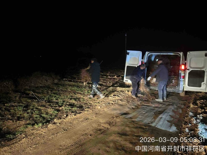 鸡冠红红油香椿树苗一年苗二年苗连夜装车发苗紧张进行中