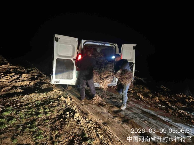 鸡冠红红油香椿树苗一年苗二年苗连夜装车发苗紧张进行中