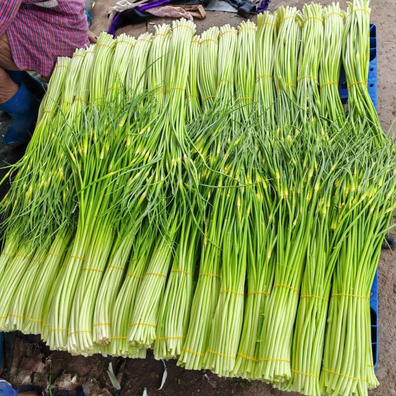 本地新蒜苔大量有货，质优价廉欢迎有需要的老板咨询订购