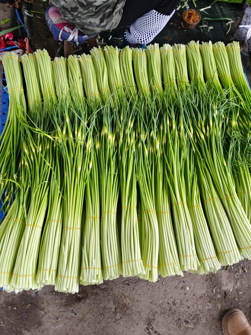 本地新蒜苔大量有货，质优价廉欢迎有需要的老板咨询订购