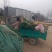 王家坝分葱大葱