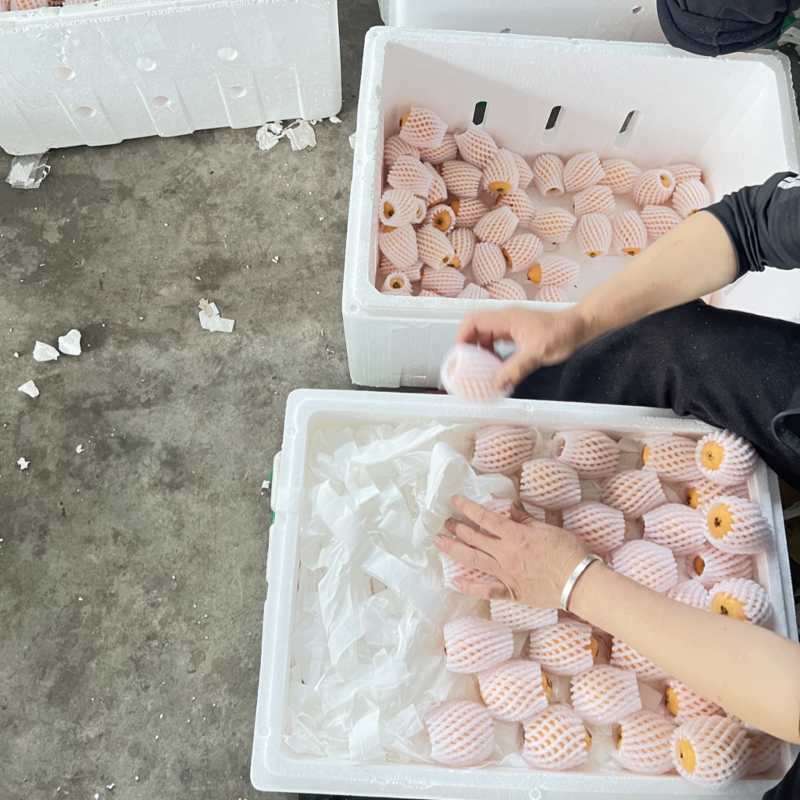米易枇杷