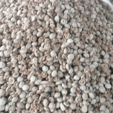 秋裁花菇大量上市