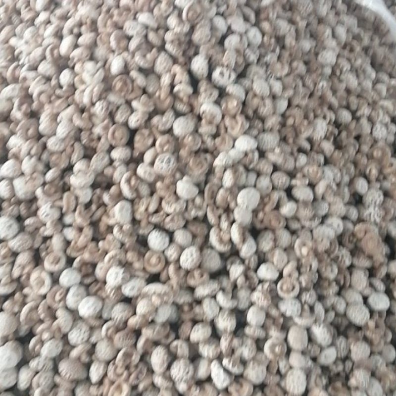 秋裁花菇大量上市