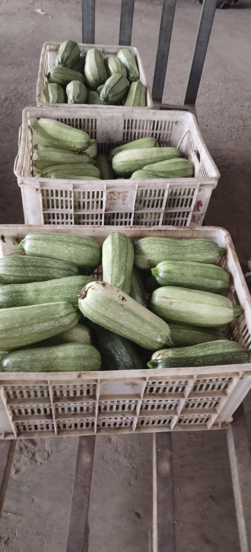 西葫芦新品上市