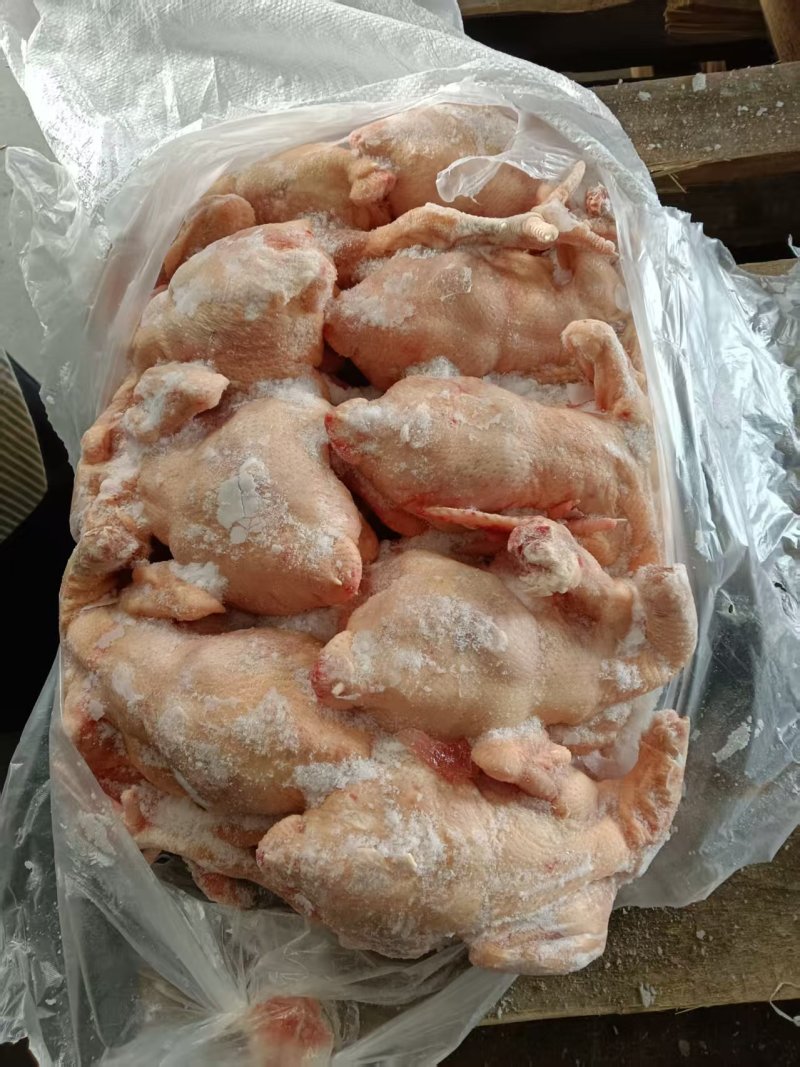 二级三黄鸡