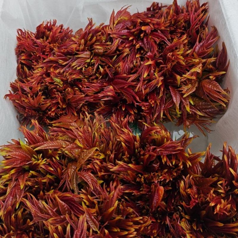 露天一级红油春芽