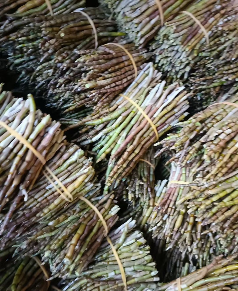 铁皮石斛浙江品种加工条统货