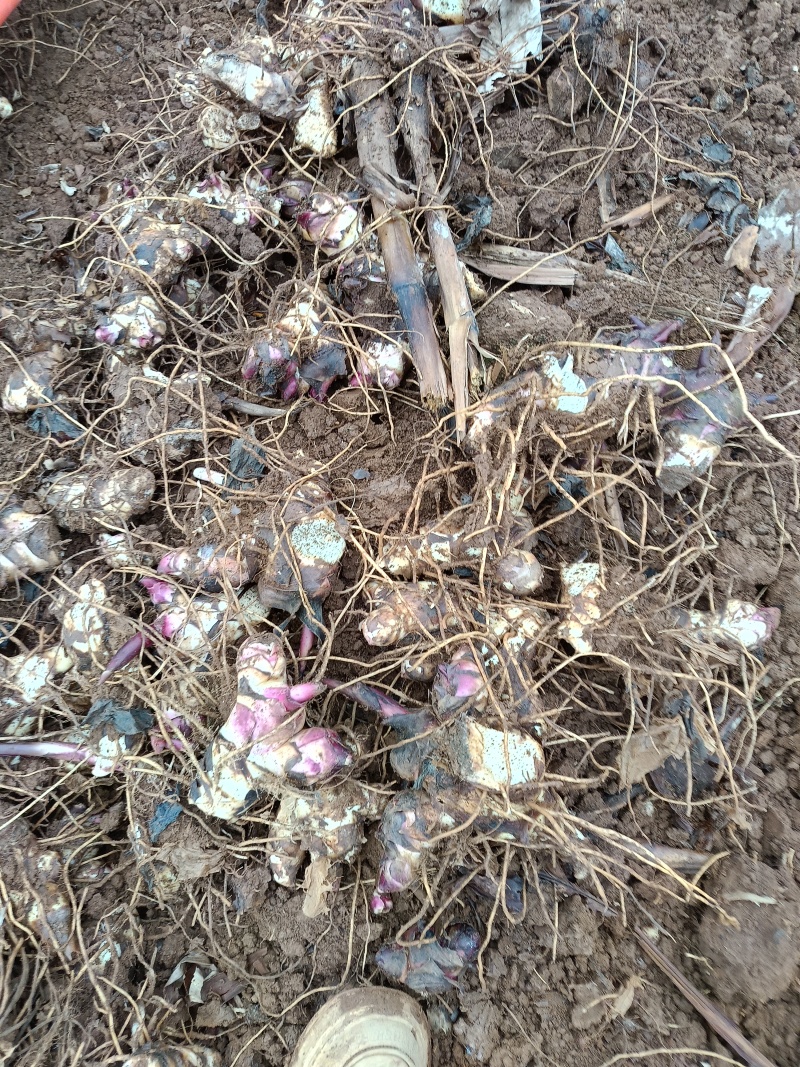 芭蕉芋鲜果通货