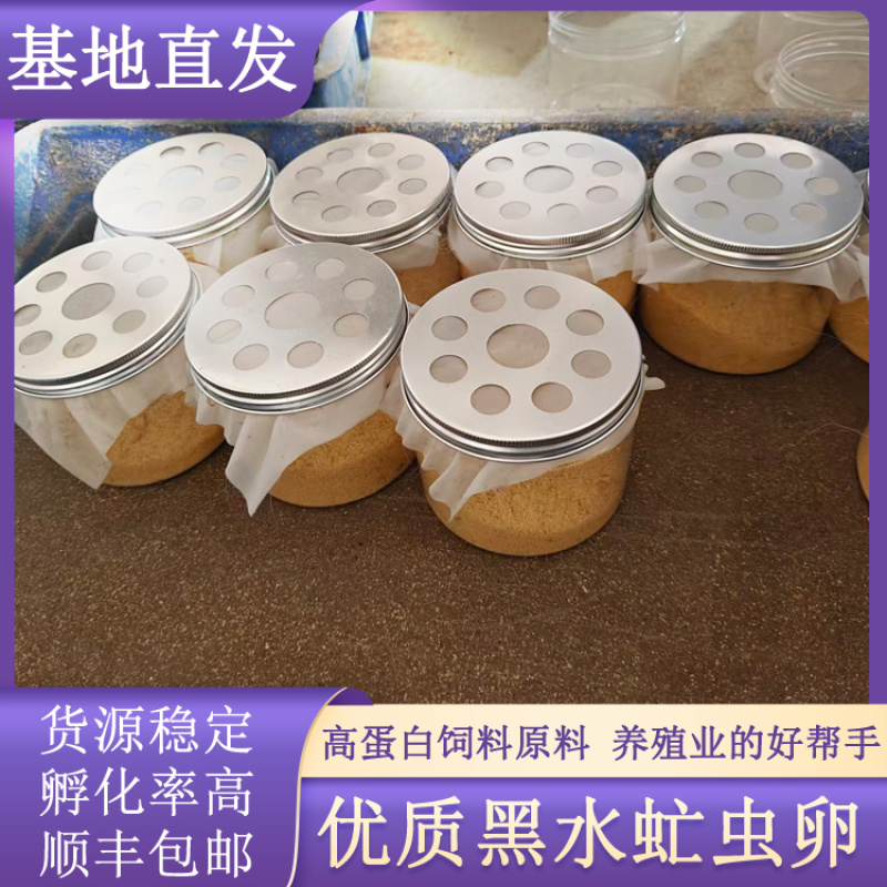 源头养殖场直供黑水虻虫卵新鲜采集成活率高高蛋白饲料