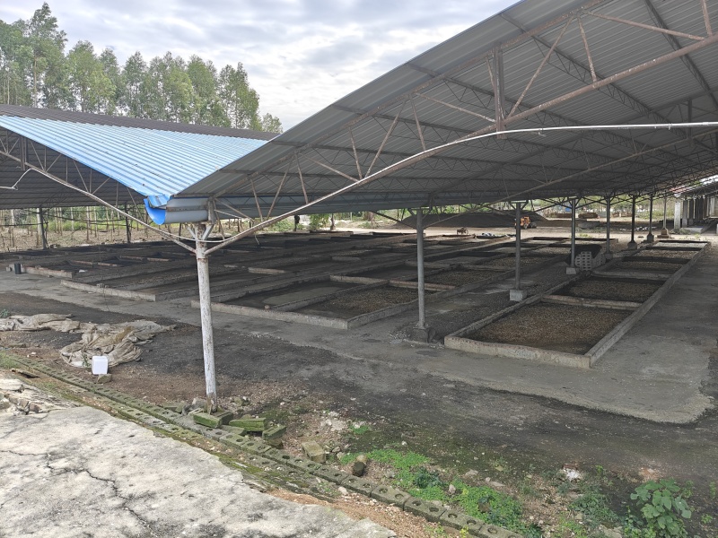 源头养殖场直供黑水虻虫卵新鲜采集成活率高高蛋白饲料