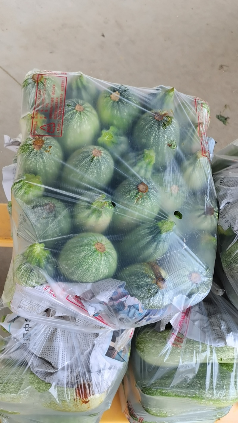 西葫芦新品上市