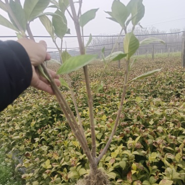 栀果苗