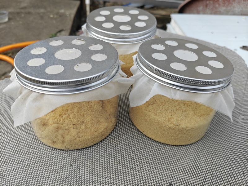 黑水虻虫卵活体虫卵高蛋白饲料虫种孵化率高