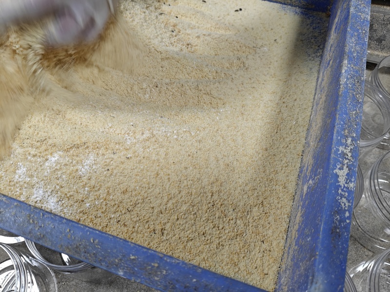 黑水虻虫卵活体虫卵高蛋白饲料虫种孵化率高