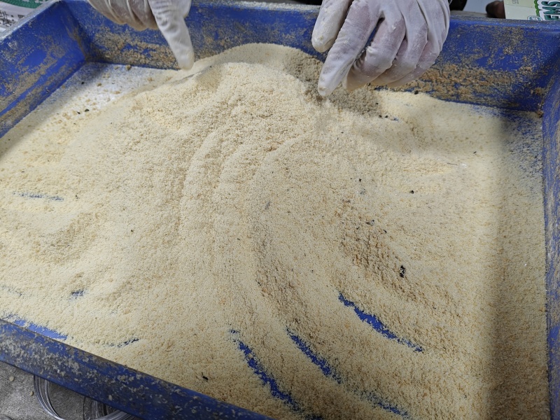 黑水虻虫卵活体虫卵高蛋白饲料虫种孵化率高