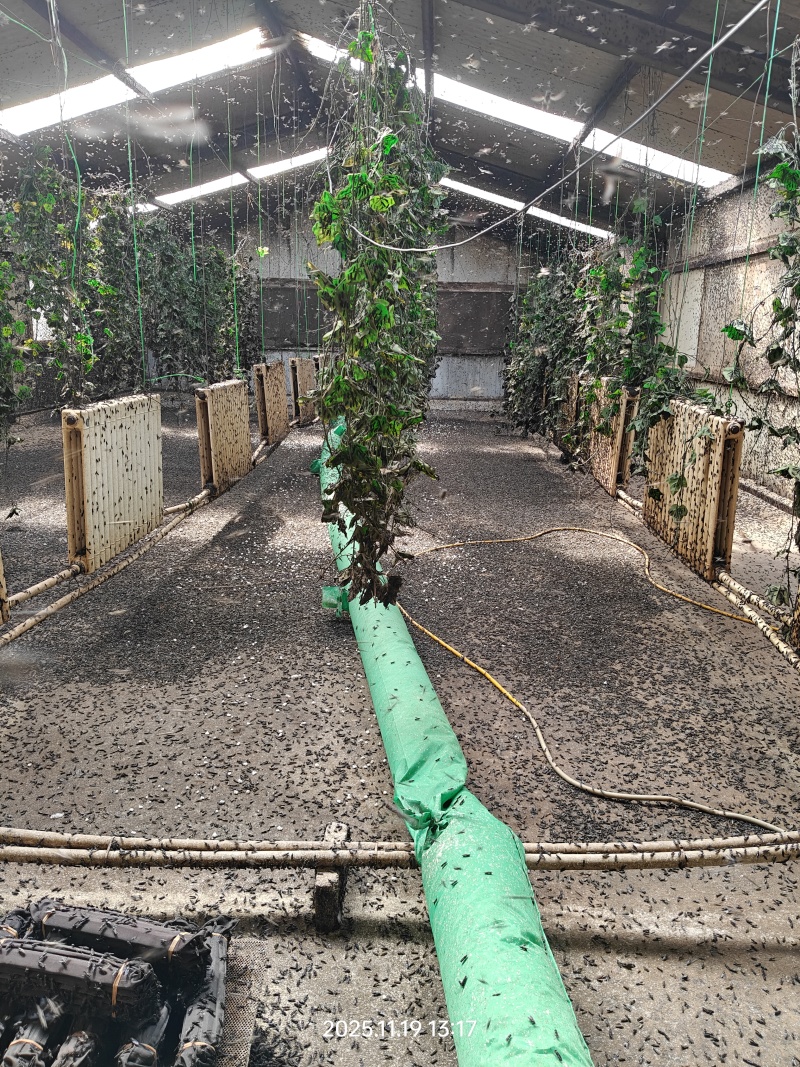 黑水虻虫卵活体虫卵高蛋白饲料虫种孵化率高
