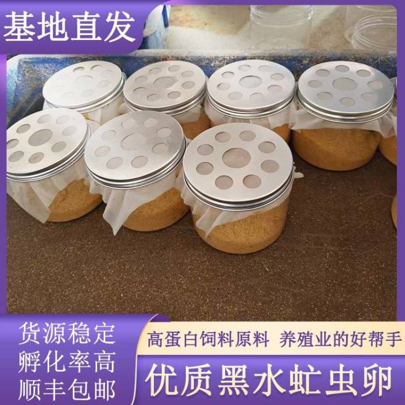 优质黑水虻虫卵高产孵化率水产家禽宠物饲料源头直供