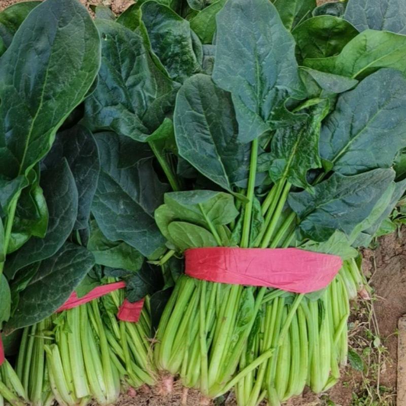 大叶菠菜