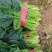 大叶菠菜