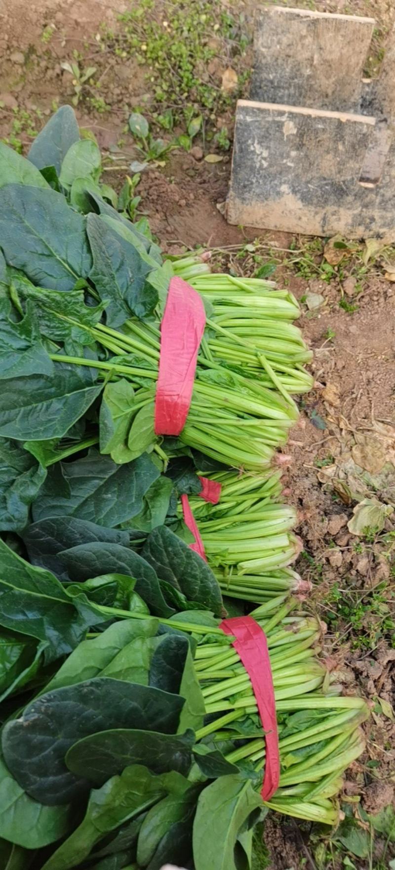 大叶菠菜