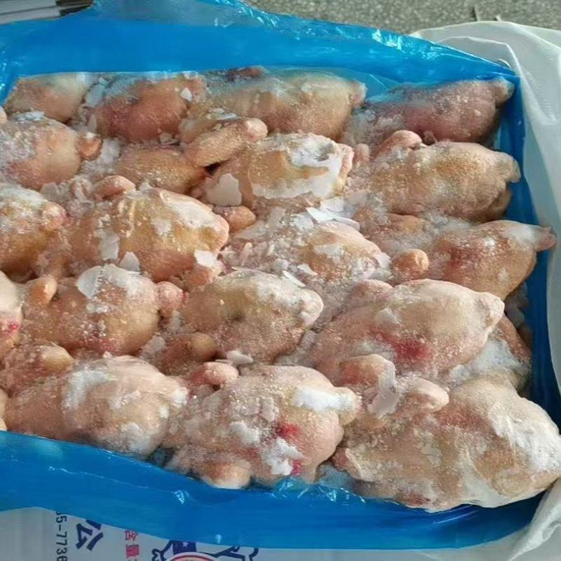 二级西装鸡