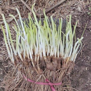 二茬精品韭菜根大量供应电商平台，质量保证，量大从优