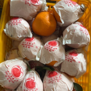 耙耙柑高次大果精品