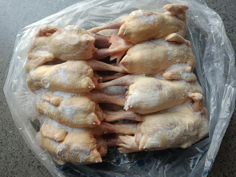 一级老母鸡