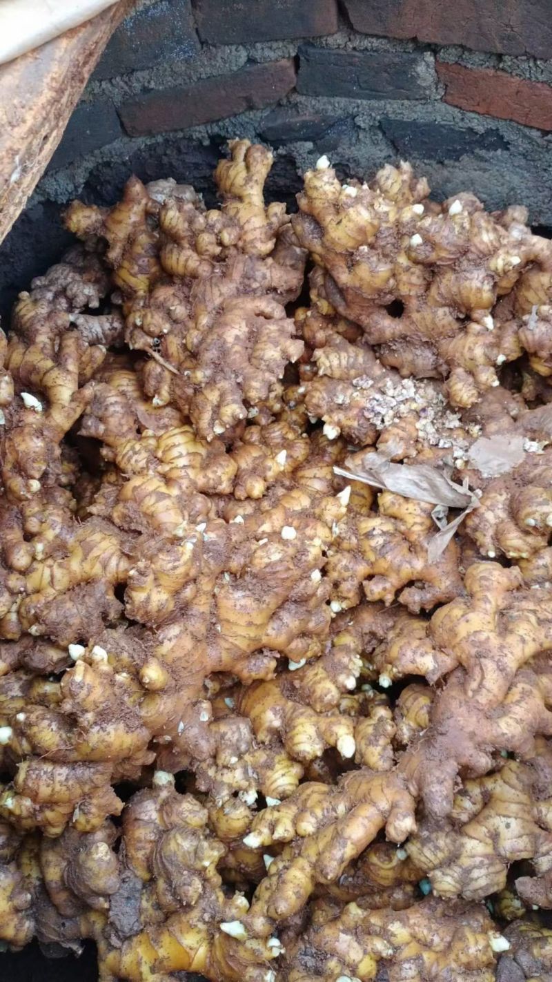 需要二黄姜的老板联系，价格便宜