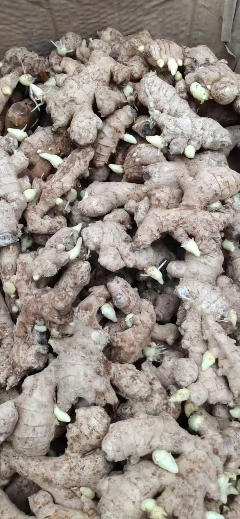 -生姜种子/保质保量/专业种植/上门指导（种植包回收）