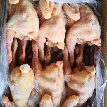 三黄鸡，各种规格都有