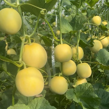 潍坊头茬星甜20，产地直发对接商超团购市场电商一件代发