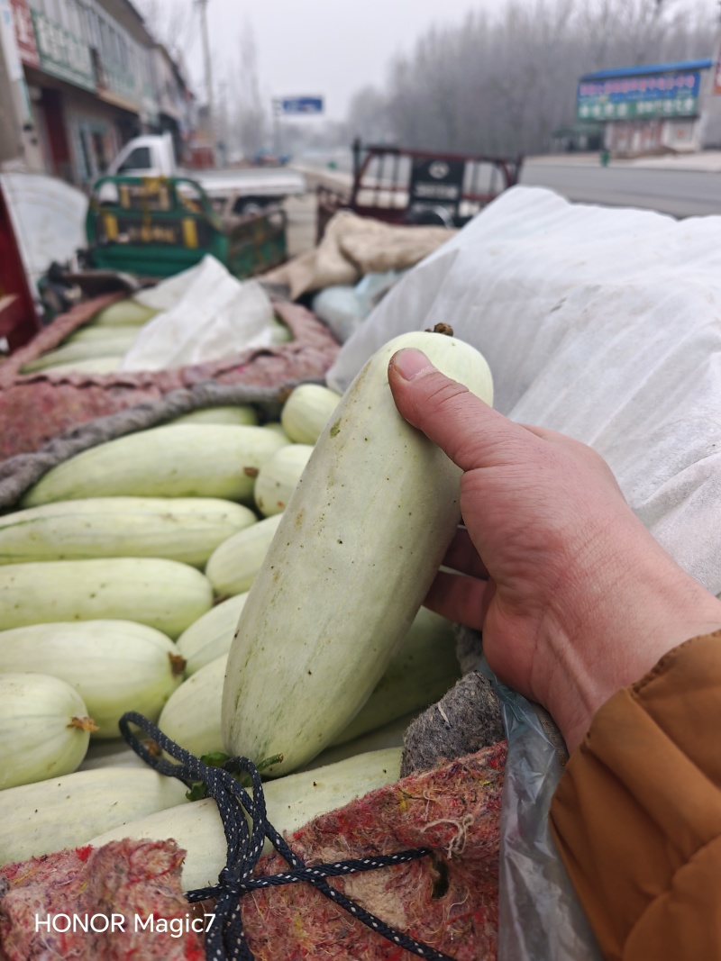 莘县博洋甜瓜博洋61大量成熟上市整车代收代发电商欢迎电联