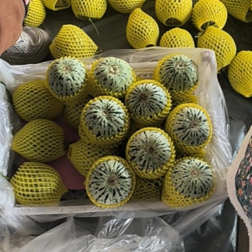 山东莘县的花美人甜瓜大量上市