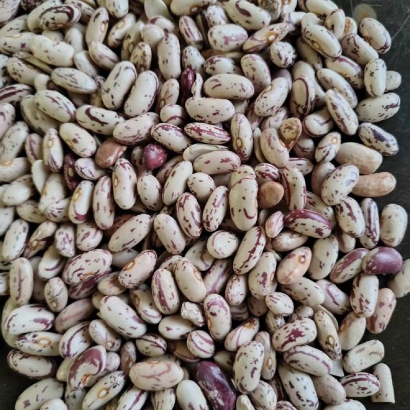 奶花饭豆，色选精品，颗颗饱满。大量现货